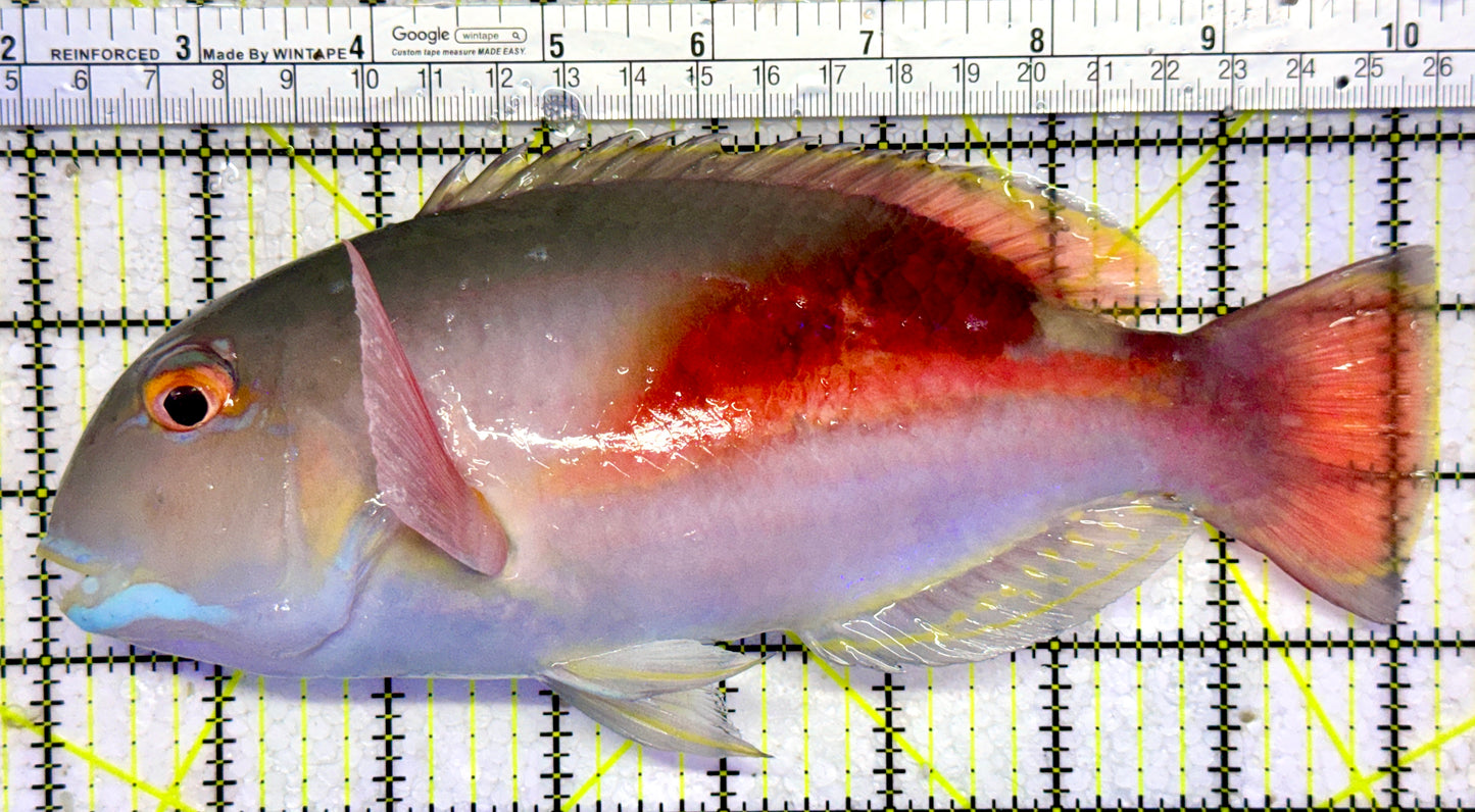 Rare Sumatra Purple Eyebrow Tuskfish RSPET123101 WYSIWYG Size: Show 8.25"