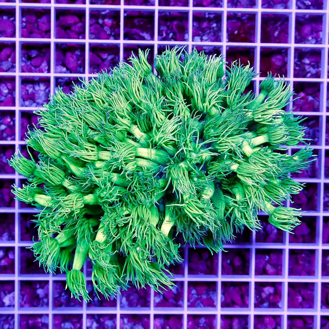 Toxic Aussie Goniopora Colony TAGC111302 WYSIWYG