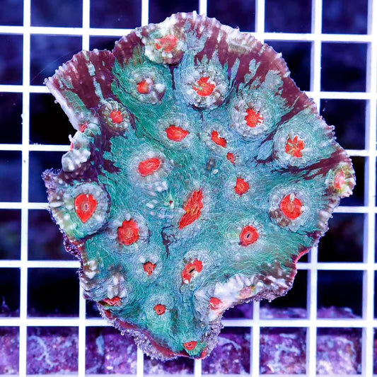 Ultra Aussie Red Green Chalice Mother Colony UARGC111301 WYSIWYG