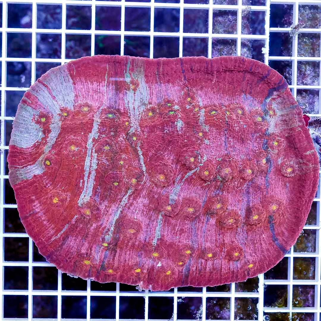 Ultra Aussie Brick Red Silver Chalice Mother Colony URSMC111301 WYSIWYG Size: XXXL/SHOW 8" L X 5" W Approx