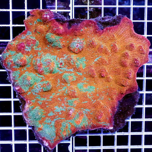 Ultra Aussie Orange Green Chalice Mother Colony UAOGC111306 WYSIWYG