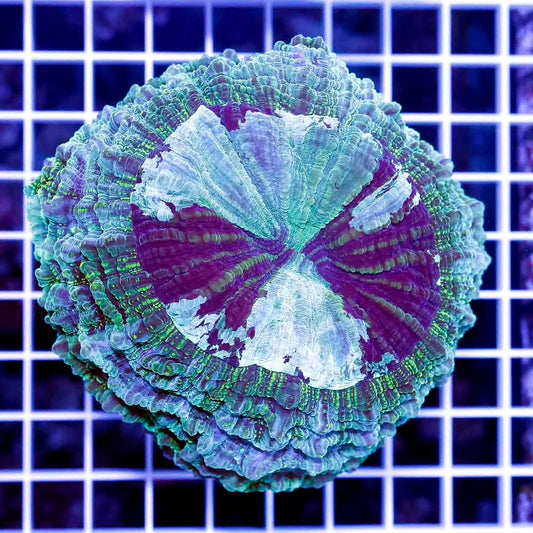 Aussie Neon Acanthophyllia ANA111301 WYSIWYG