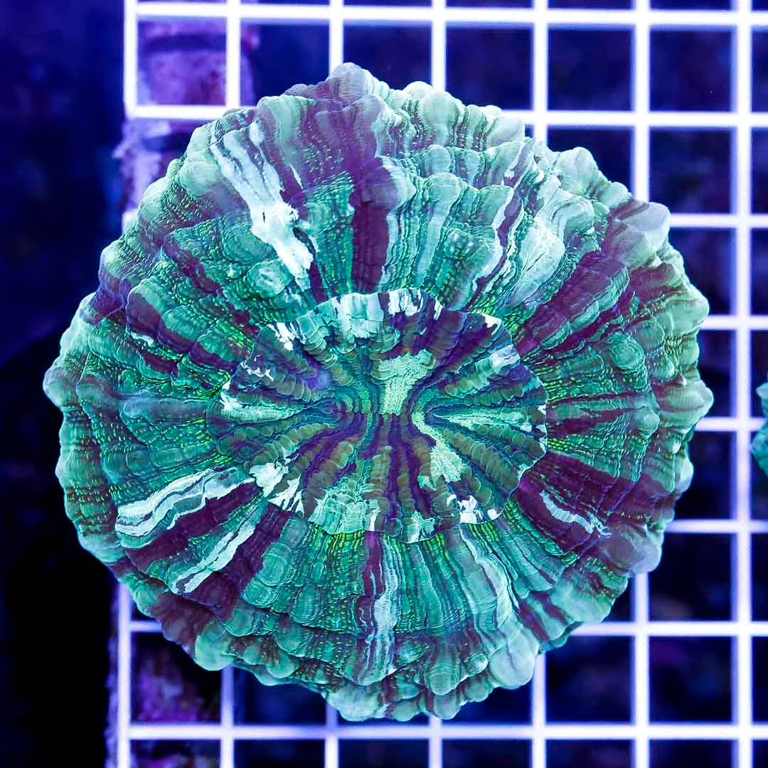 Aussie Neon Acanthophyllia ANA111302 WYSIWYG