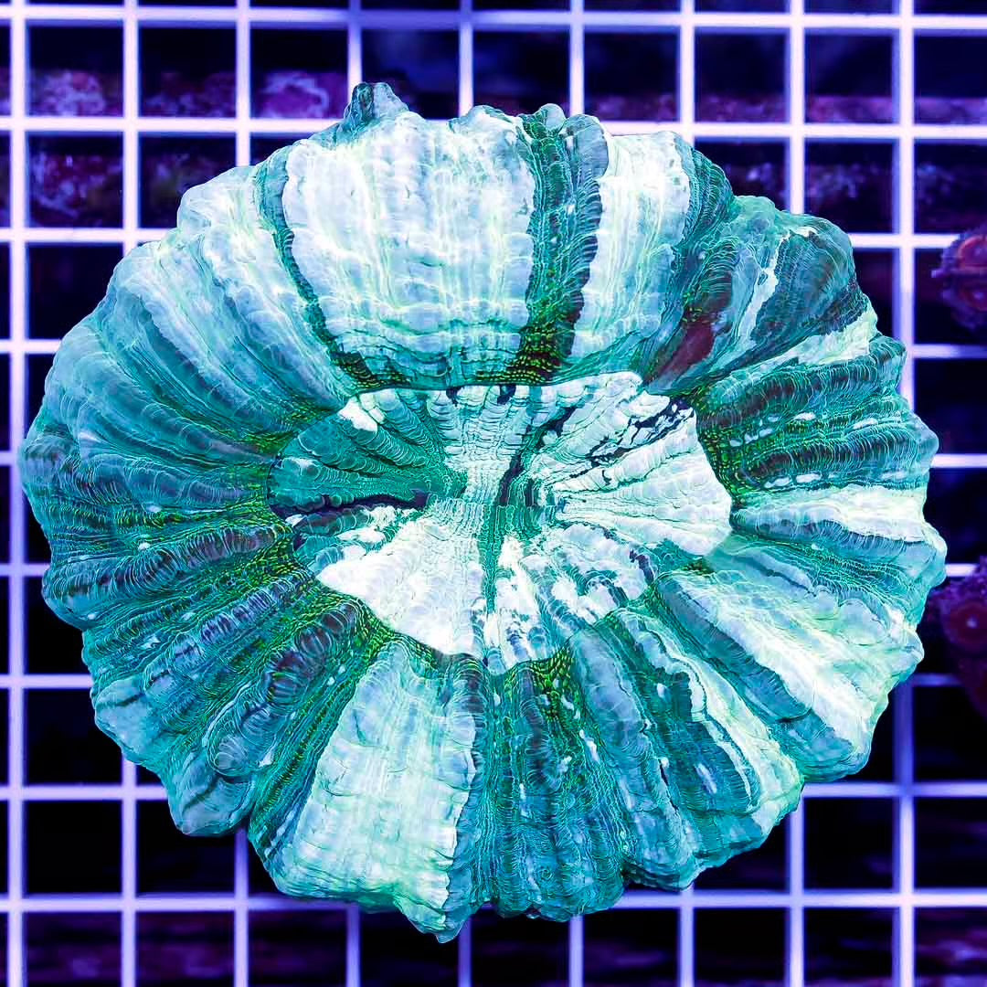 Aussie Neon Acanthophyllia ANA111303 WYSIWYG