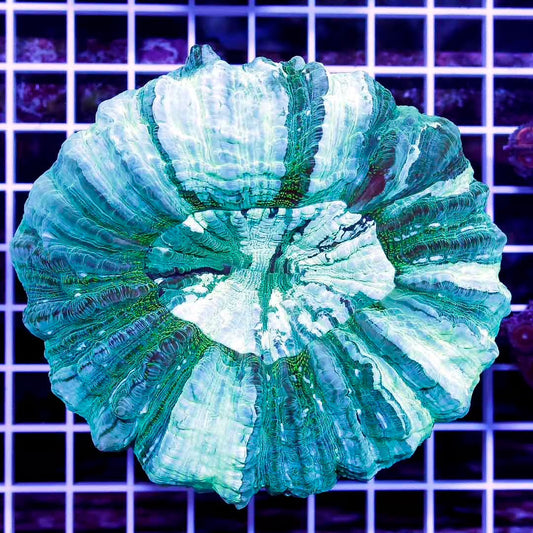 Aussie Neon Acanthophyllia ANA111303 WYSIWYG