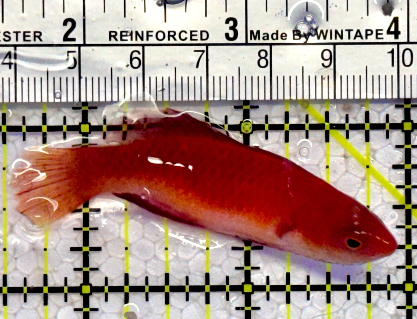 HighFin Fairy Wrasse HFW123101 WYSIWYG Size: SHOW 2.5"