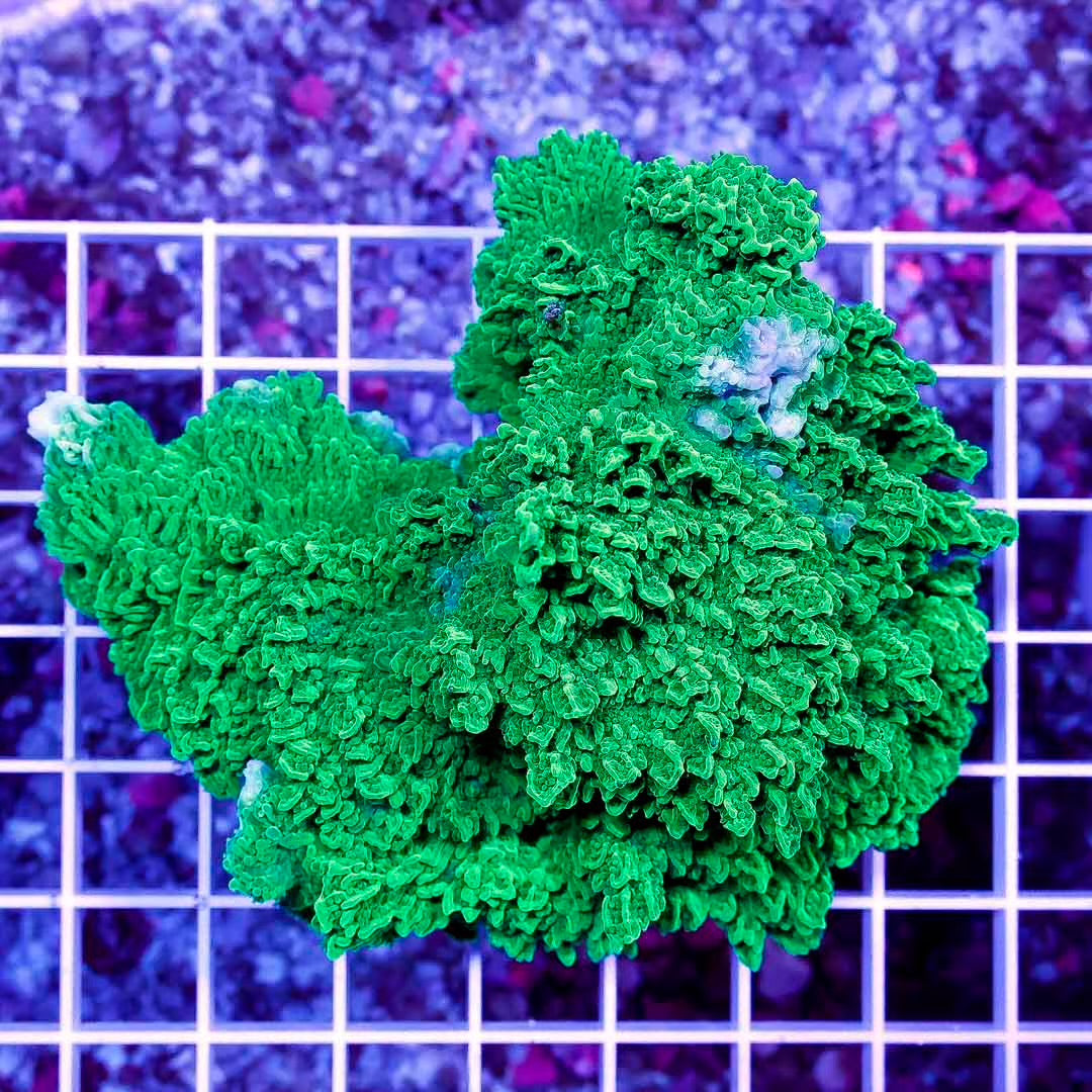 Aussie Ultra Crystal Monti Mother Colony AUCMC111301 WYSIWYG