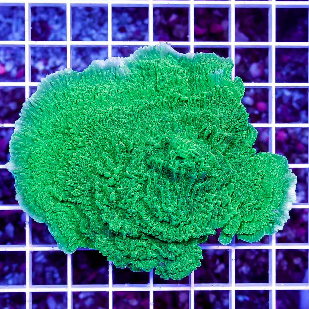 Aussie Ultra Crystal Monti Mother Colony AUCMC111302 WYSIWYG