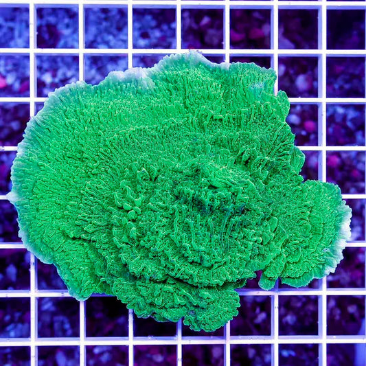 Aussie Ultra Crystal Monti Mother Colony AUCMC111302 WYSIWYG