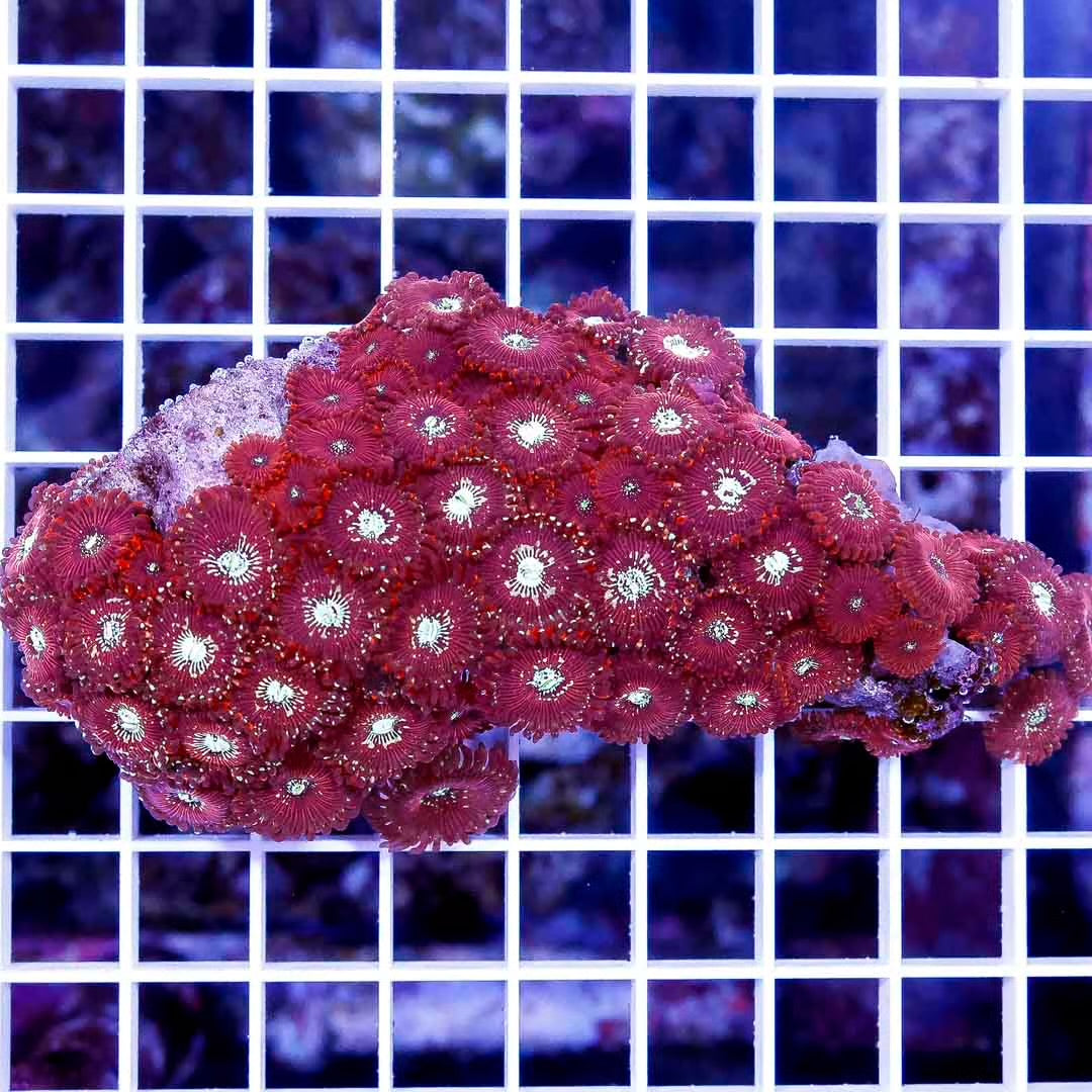 Ultra Hot Aussie Glitter Palythoa Colony UAGPC111301 WYSIWYG