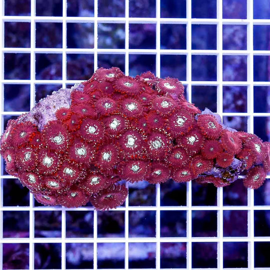 Ultra Hot Aussie Glitter Palythoa Colony UAGPC111301 WYSIWYG