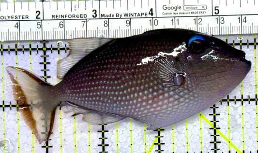 Female Blue Throat Triggerfish (Reefsafe) FBTT123101 WYSIWYG Size: ML 4.5"