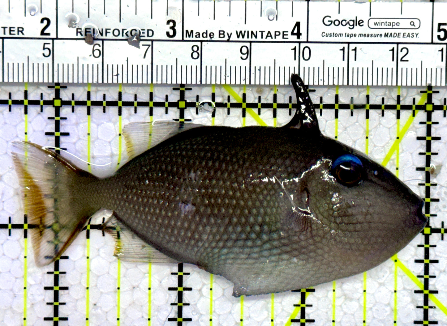 Female Blue Throat Triggerfish (Reefsafe) FBTT123102 WYSIWYG Size: M 3.25"