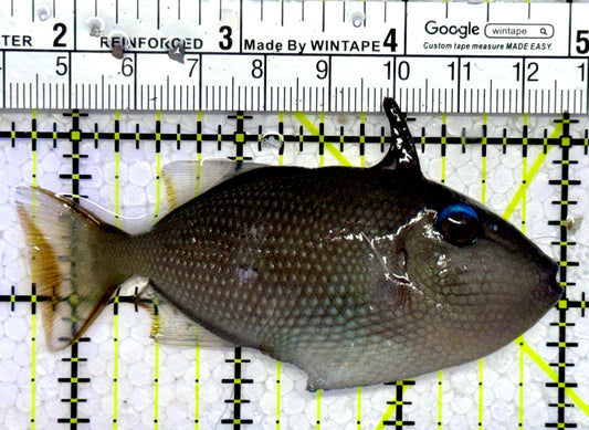 Female Blue Throat Triggerfish (Reefsafe) FBTT123102 WYSIWYG Size: M 3.25"