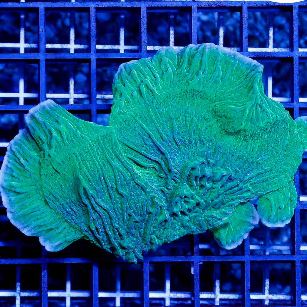 Aussie Ultra Crystal Monti Mother Colony AUCMC111303 WYSIWYG