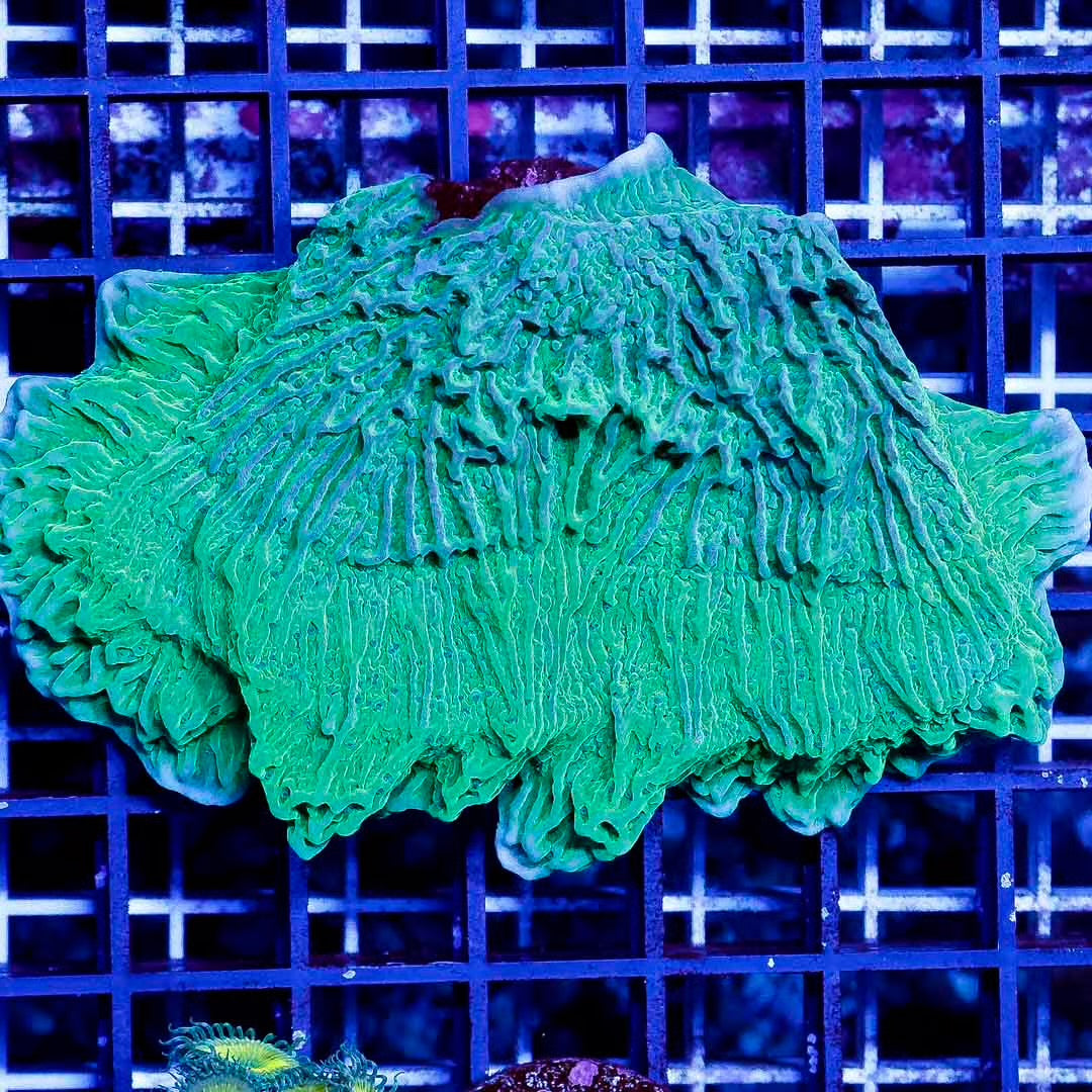 Aussie Ultra Crystal Monti Mother Colony AUCMC111304 WYSIWYG