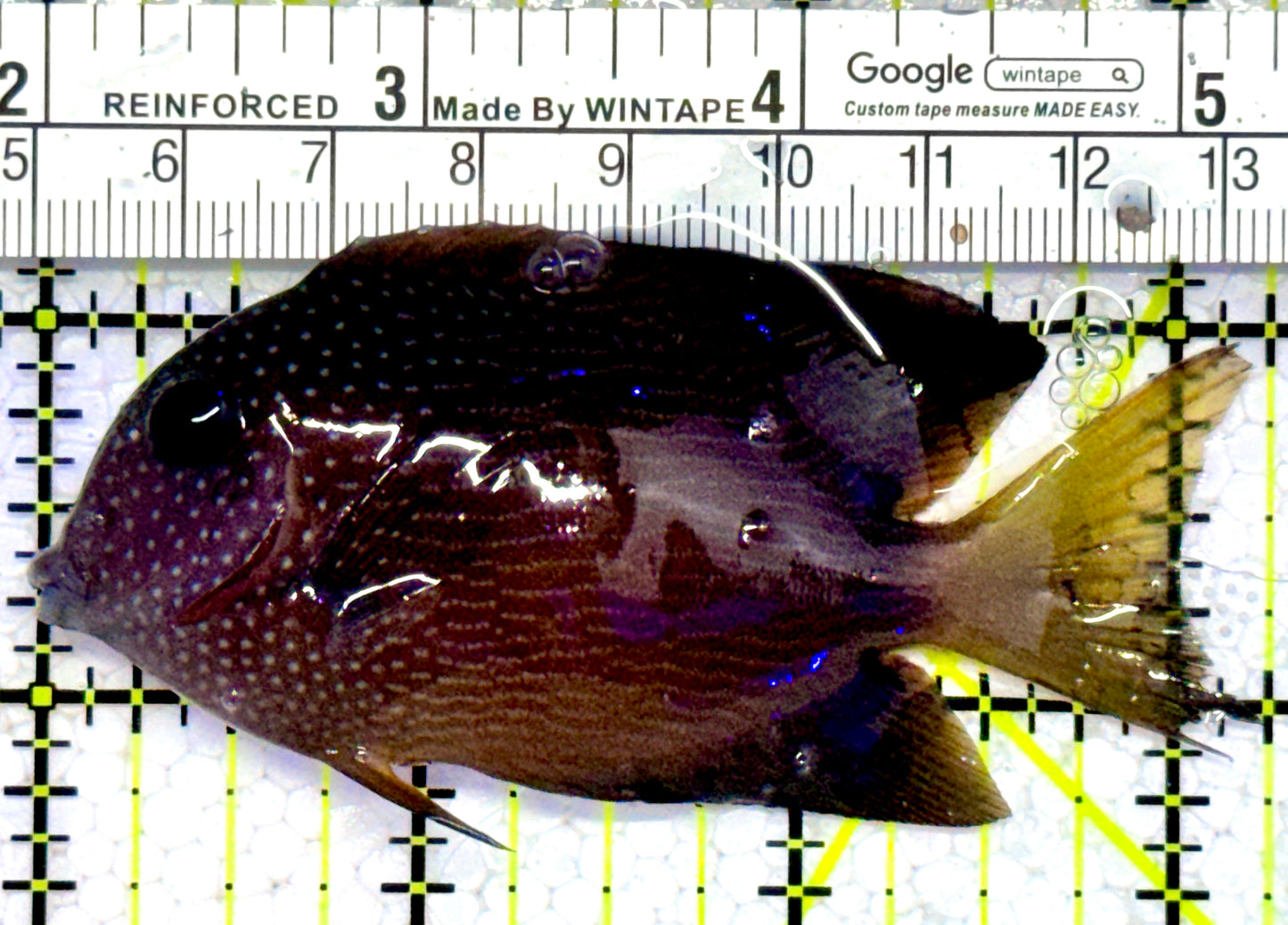 Blue Eye Kole Tang BEKT123101 WYSIWYG Size: L 3.25"