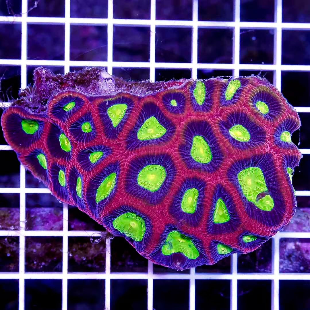 Aussie Dragonsoul Prism Favia Mother Colony ADPFC111302 WYSIWYG