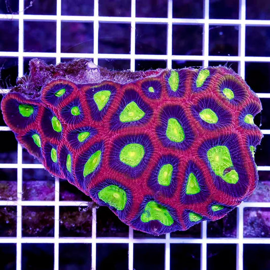 Aussie Dragonsoul Prism Favia Mother Colony ADPFC111302 WYSIWYG