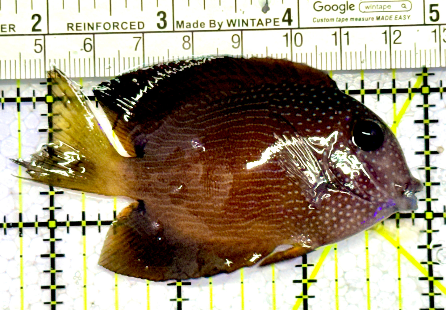 Blue Eye Kole Tang BEKT123101 WYSIWYG Size: L 3.25"