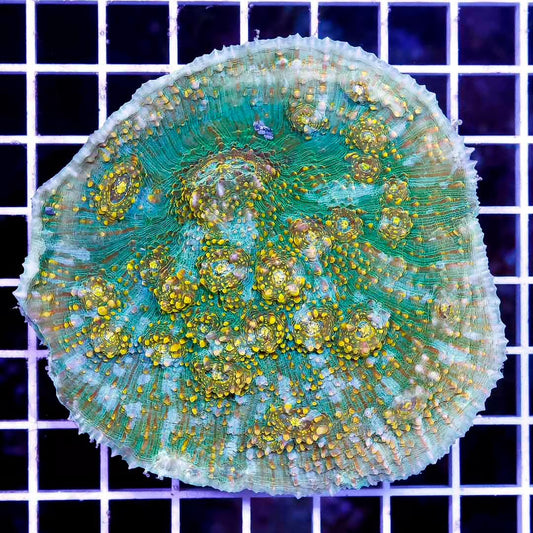 Ultra Hot Aussie Chalice Mother Colony UHAMC111301 WYSIWYG