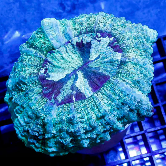 Aussie Neon Acanthophyllia ANA111305 WYSIWYG