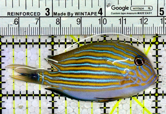 Clown Tang CT123101 WYSIYWG Size: S 3"