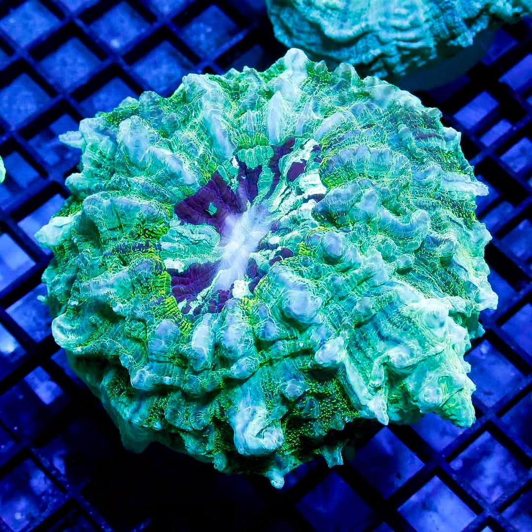 Aussie Neon Acanthophyllia ANA111306 WYSIWYG