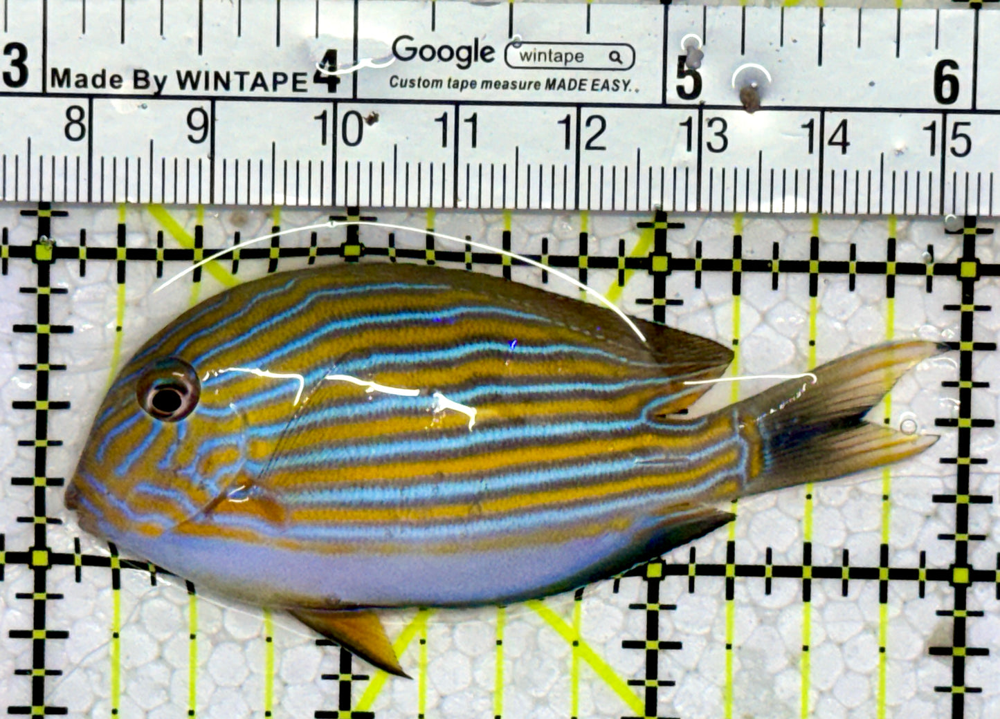 Clown Tang CT123101 WYSIYWG Size: S 3"