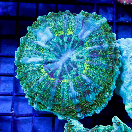 Aussie Neon Acanthophyllia ANA111307 WYSIWYG