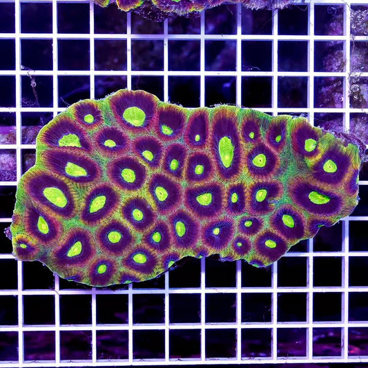 Aussie Dragonsoul Prism Favia Mother Colony ADPFC111303 WYSIWYG