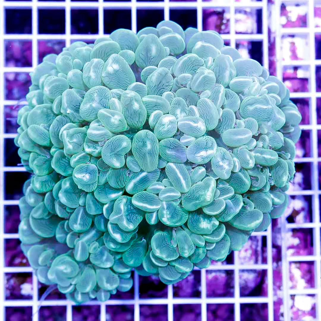 Aussie Neon Bubble Coral Mother Colony ANBC111302 WYSIWYG
