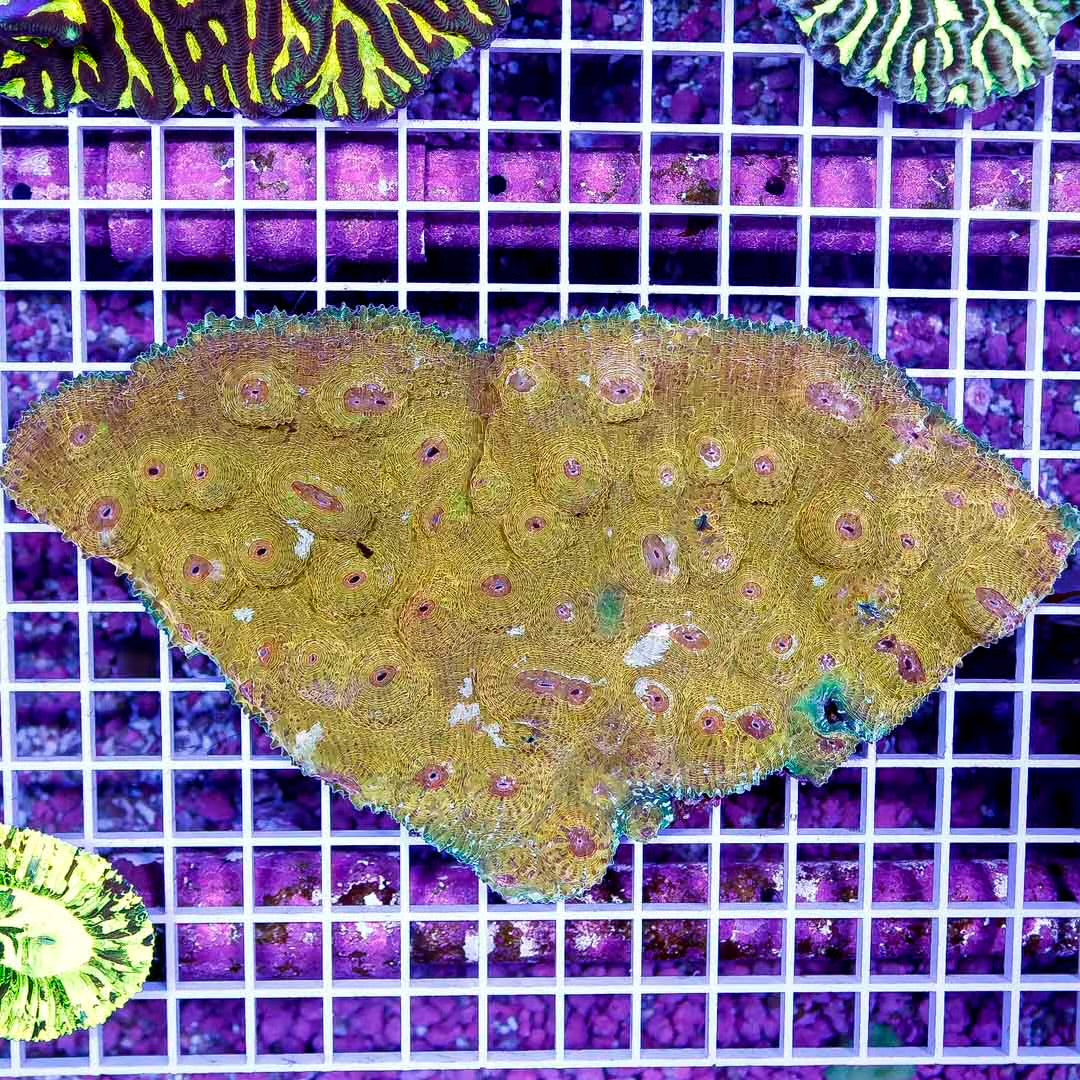 Aussie Ultra Golden Chalice Mother Colony AUGMC111301 WYSIWYG