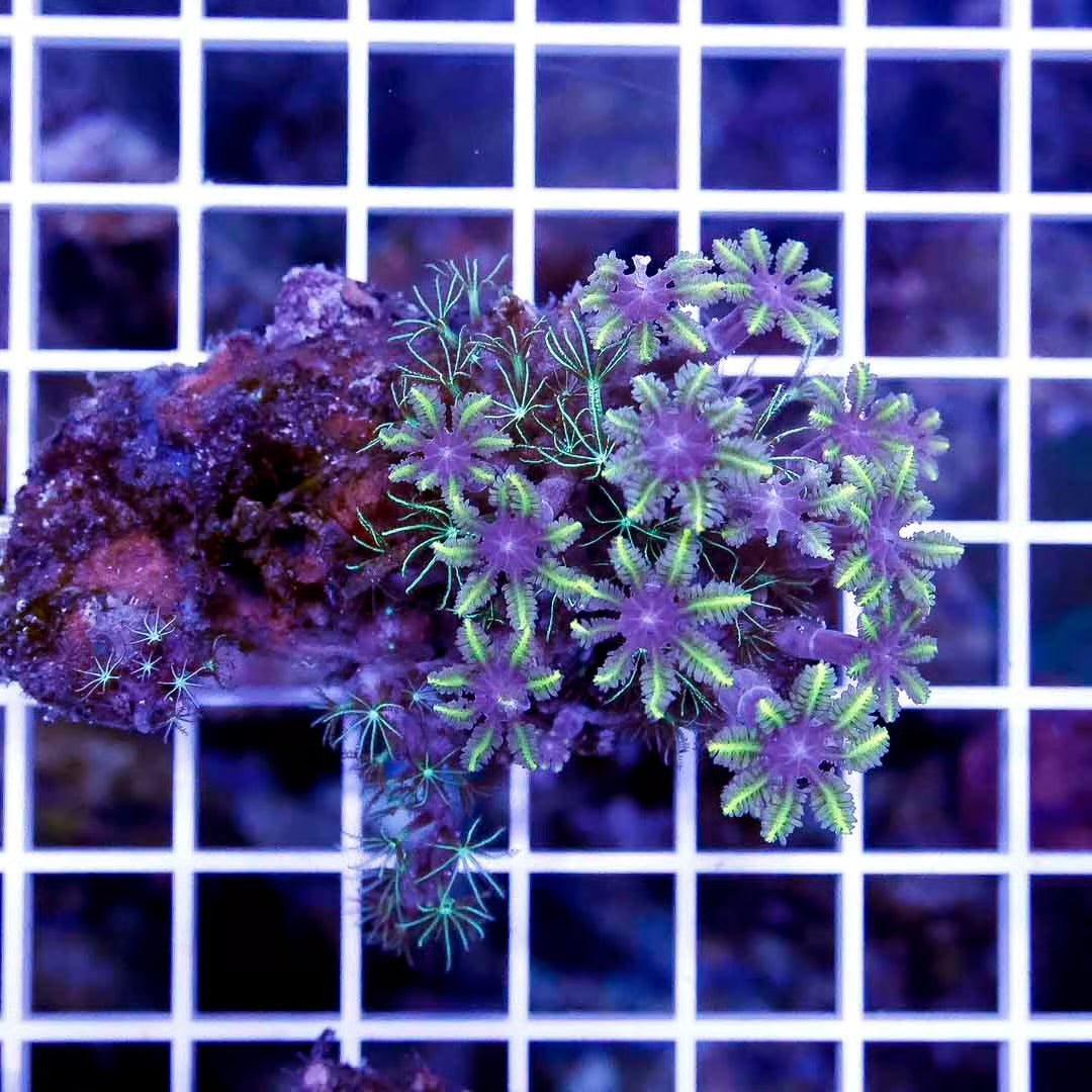 Aussie Purple Center Clove Polyps Colony APCPC111302 WYSIWYG
