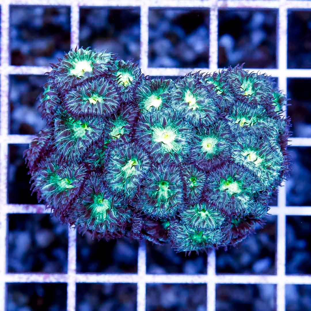 Aussie Neon Blasto Colony ANBC111301 WYSIWYG