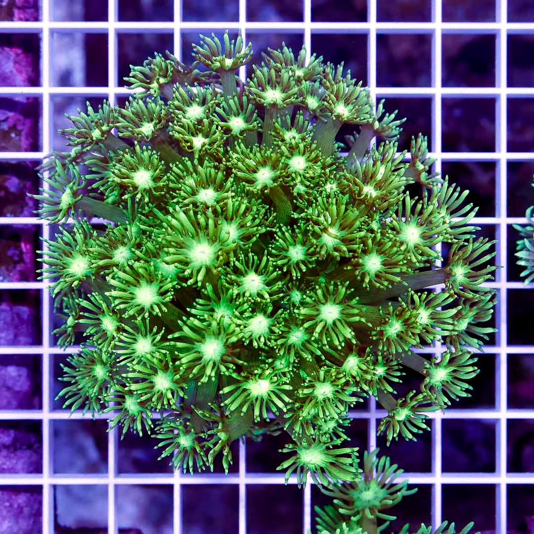 Aussie Toxic Goni Mother Colony ATGMC111301 WYSIWYG