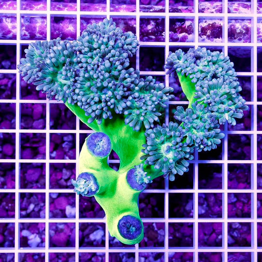 Aussie Ultra Neon Duncan Colony AUND111302 WYSIWYG