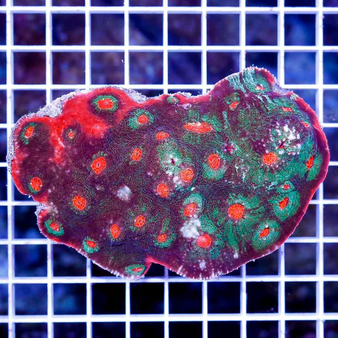 Aussie Ultra Chalice Mother Colony AUCM111301 WYSIWYG