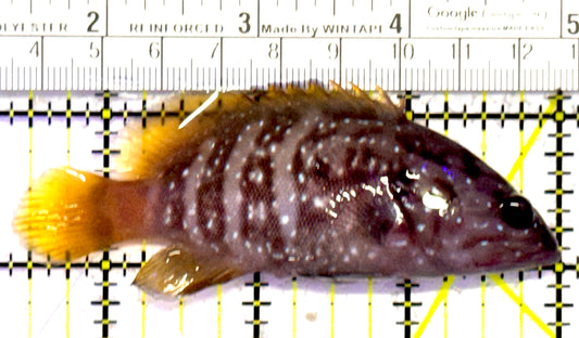 Chocolate Boenak Grouper CBG010301 WYSIWYG Size: M 3.5" approx Solomon Islands