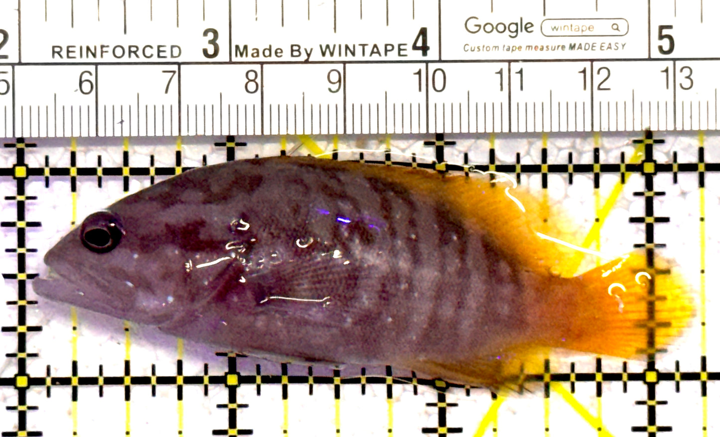 Chocolate Boenak Grouper CBG010302 WYSIWYG Size: M 3.25" approx Solomon Islands