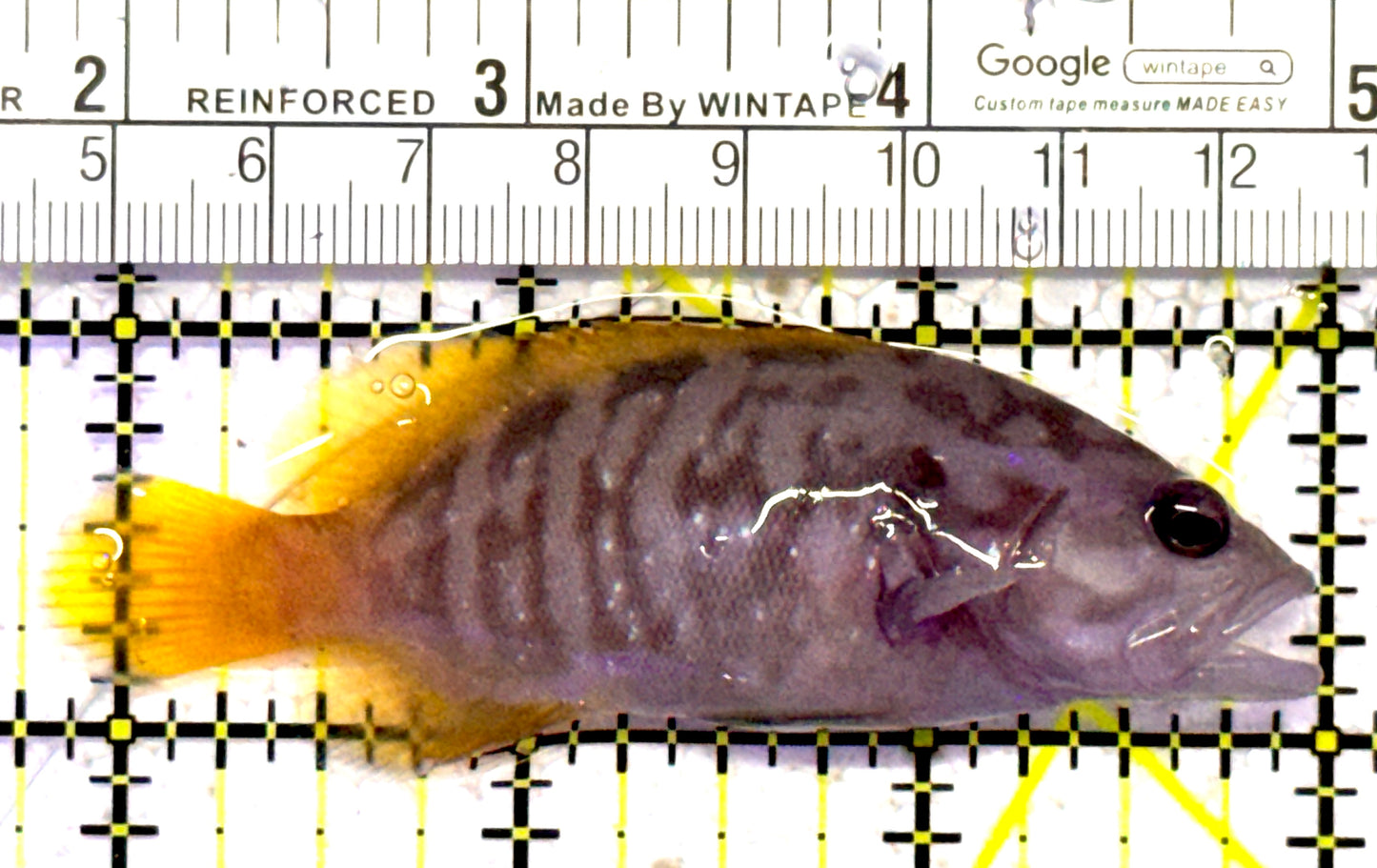 Chocolate Boenak Grouper CBG010302 WYSIWYG Size: M 3.25" approx Solomon Islands