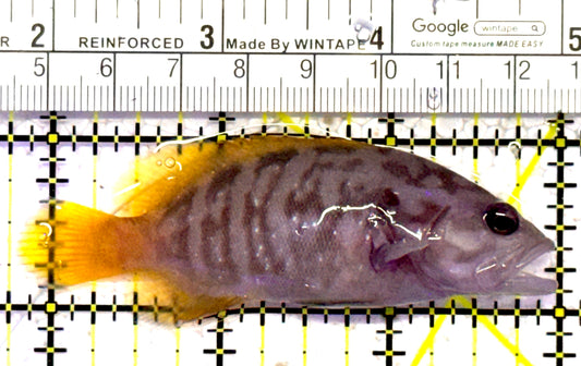 Chocolate Boenak Grouper CBG010302 WYSIWYG Size: M 3.25" approx Solomon Islands