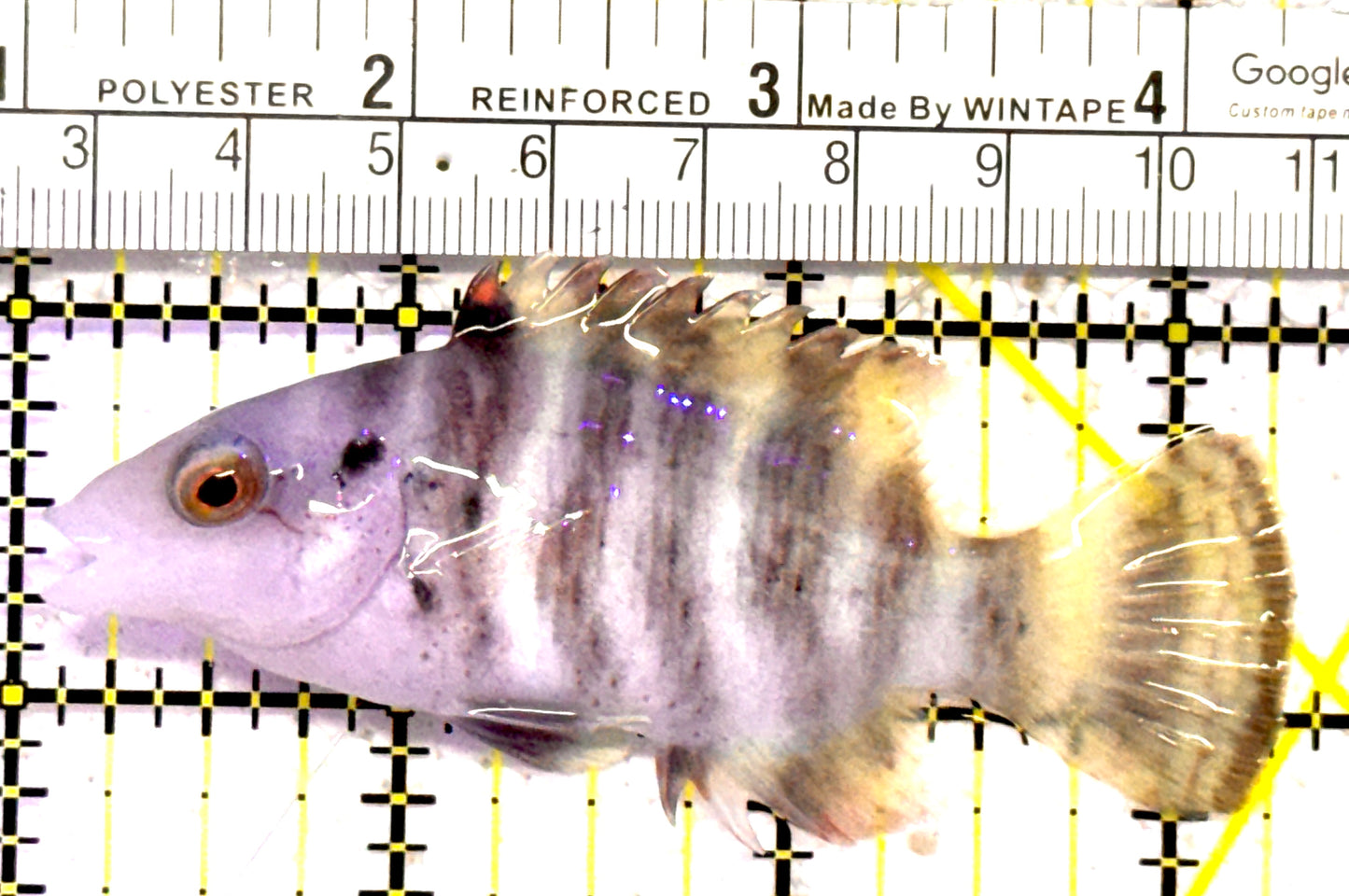 Red Breast Maori Wrasse RBMW010301 WYSIWYG Size: M 3.25" approx