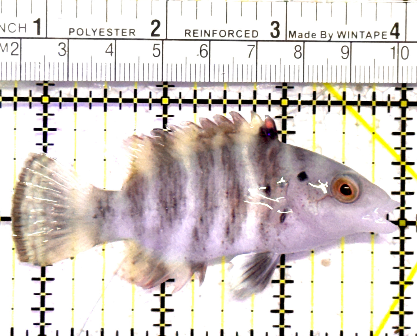 Red Breast Maori Wrasse RBMW010301 WYSIWYG Size: M 3.25" approx