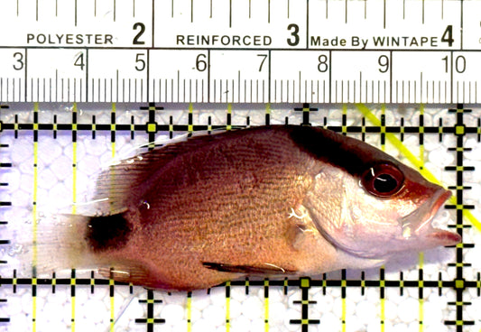 Malabar Red Snapper MRS010301 WYSIWYG Size: S 2.75" approx