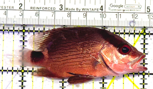 Malabar Red Snapper MRS010302 WYSIWYG Size: M 3.5" approx