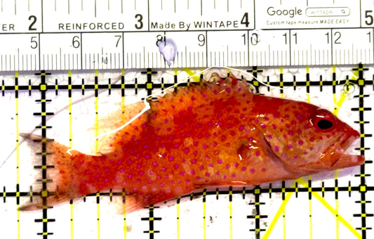 Louti Grouper LG010602 WYSIWYG Size: M 3.25" approx