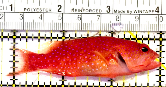 Louti Grouper LG010603 WYSIWYG Size: M 3.25" approx