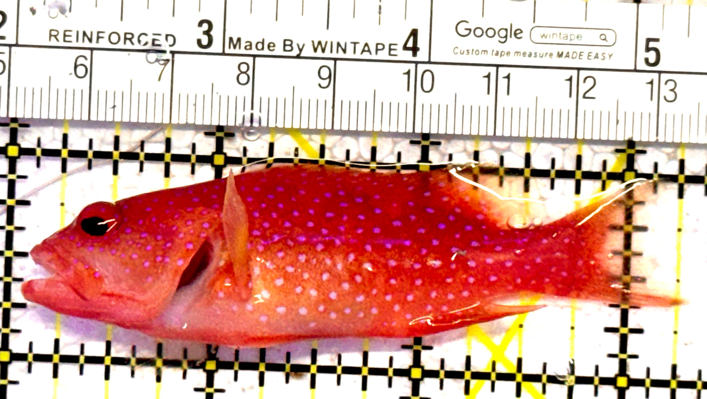 Louti Grouper LG010603 WYSIWYG Size: M 3.25" approx