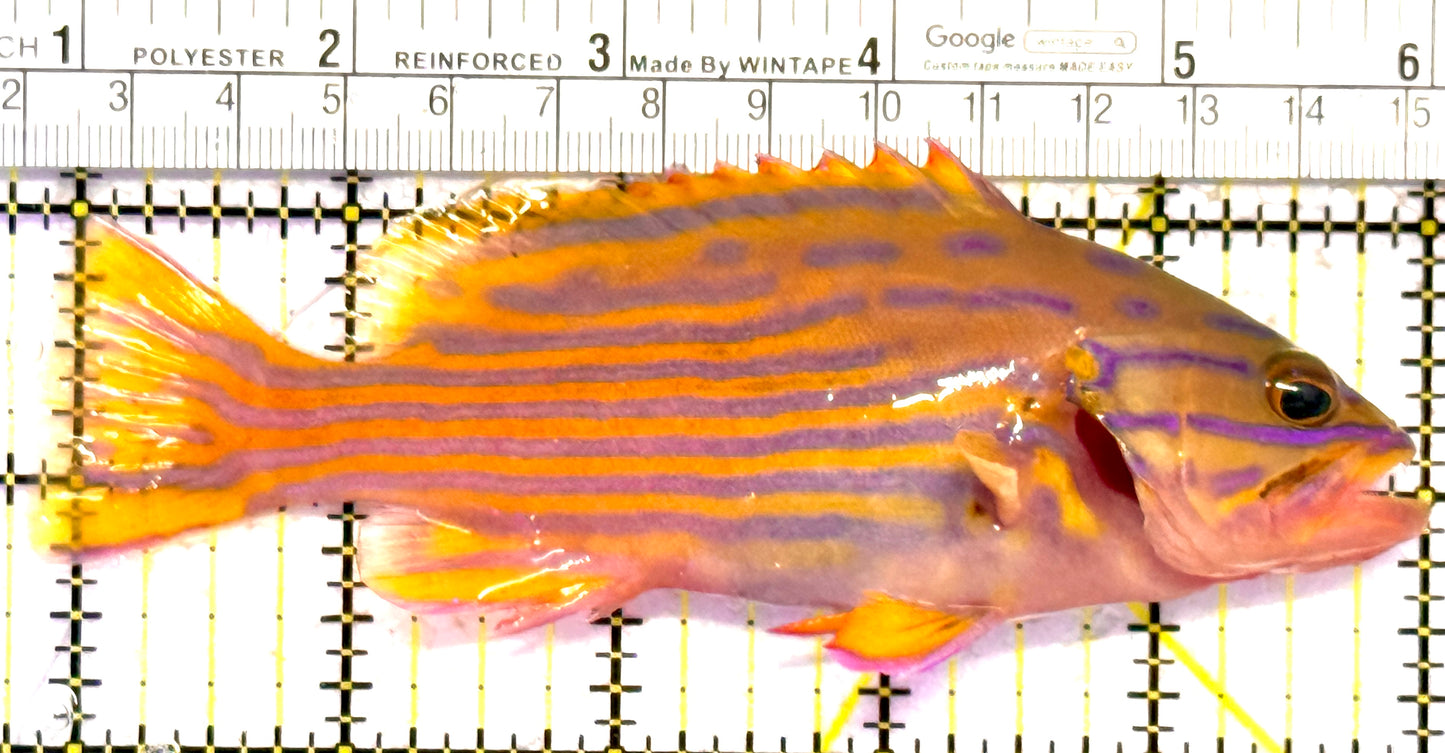 Polleni Grouper PG010301 WYSIWYG Size: XL 5.25" approx